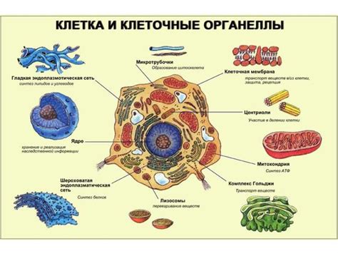 Роль клеточной структуры