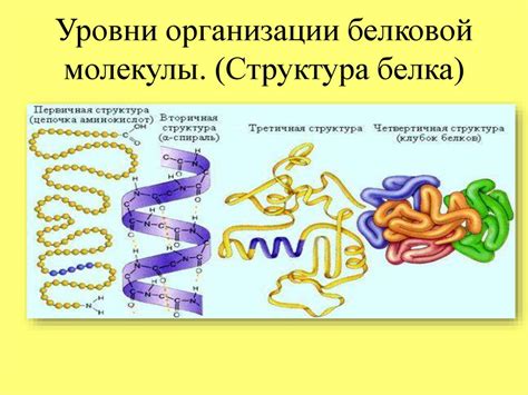 Роль комплементарного белка в лизисе клеток