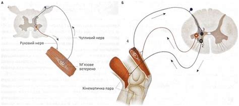 Роль конечных сухожильных рефлексов