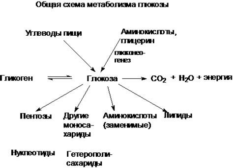 Роль концентрации глюкозы в обмене веществ