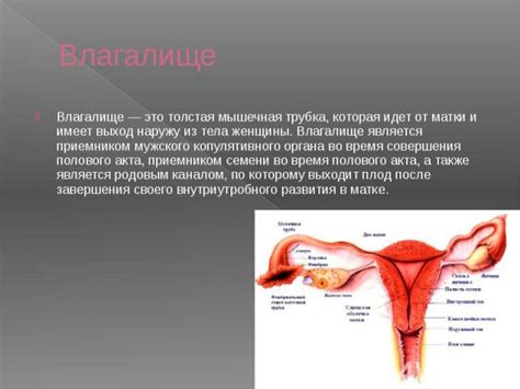 Роль копулятивного органа в процессе опыления