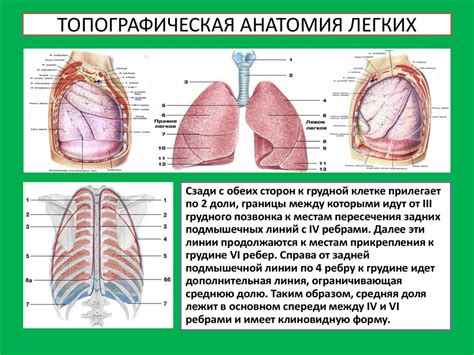 Роль корней легких в организме