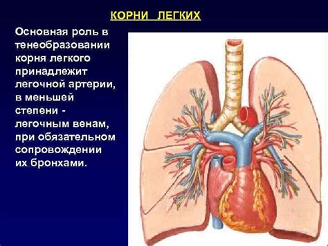 Роль корня легкого в организме