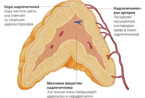 Роль коры надпочечников в организме