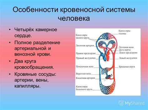 Роль кровеносной системы в обеспечении ламинарного потока крови