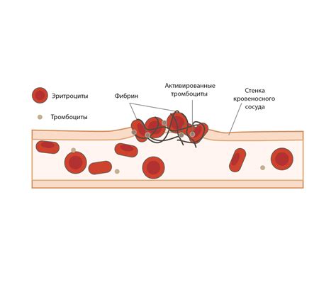 Роль крови фибрин в организме