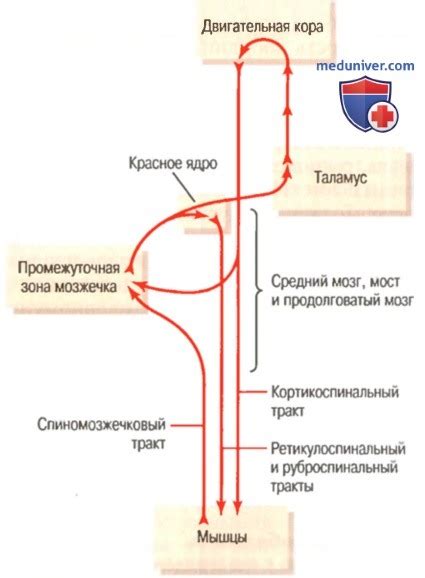 Роль кровотока в поддержании жизнедеятельности мозга