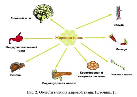 Роль лактата в регуляции энергетического обмена