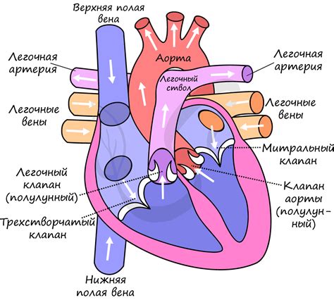 Роль левого желудочка в работе сердца