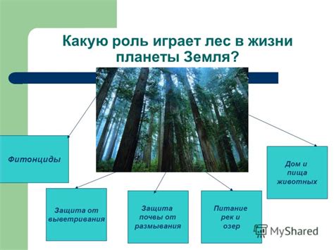 Роль леса в нашей жизни: почему он настоящий учитель?