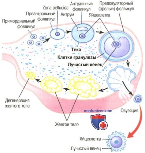 Роль лидирующего фолликула в овуляции