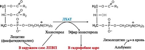 Роль липопротеинов высокой плотности