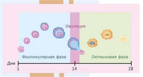 Роль лютеиновой фазы в защите глазной роговицы