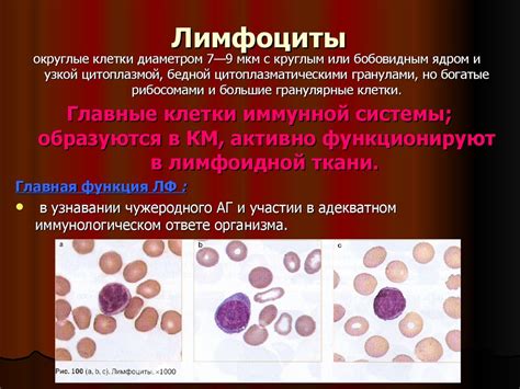 Роль метаболически активных лимфоузлов в иммунной системе