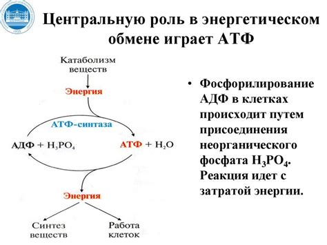 Роль метаболического действия в энергетическом обмене