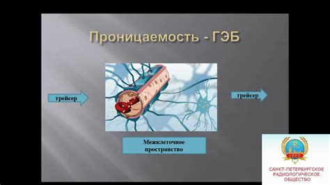 Роль микроваскулярной перфузии