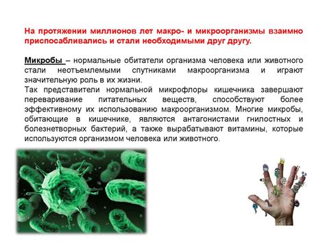 Роль микроорганизмов в пищеварении