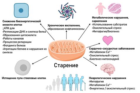 Роль митохондрий в окислительном фосфорилировании