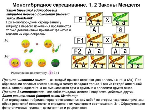 Роль моногибридного скрещивания в генетике