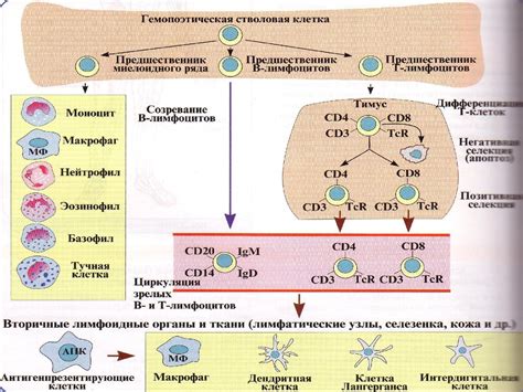 Роль моноцитов в иммунной системе