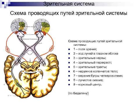 Роль моргания в работе зрительной системы