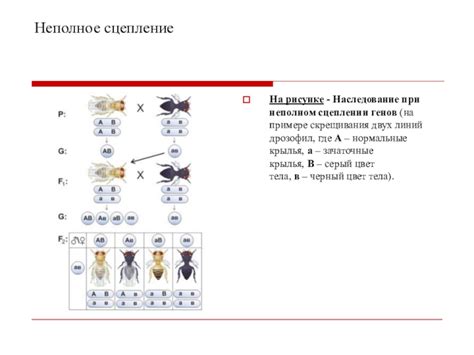 Роль мутаций в неполном сцеплении генов