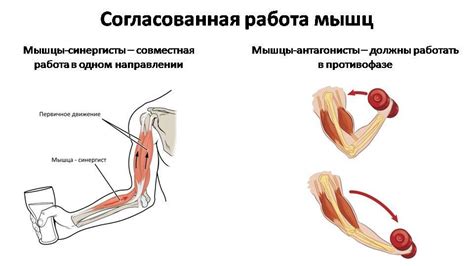 Роль мышц антагонистов в движении