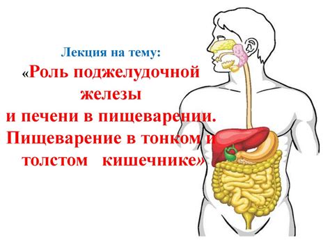 Роль мякоти в пищеварении