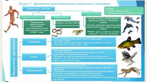 Роль наружного скелета у животных: кутикула или панцирь?