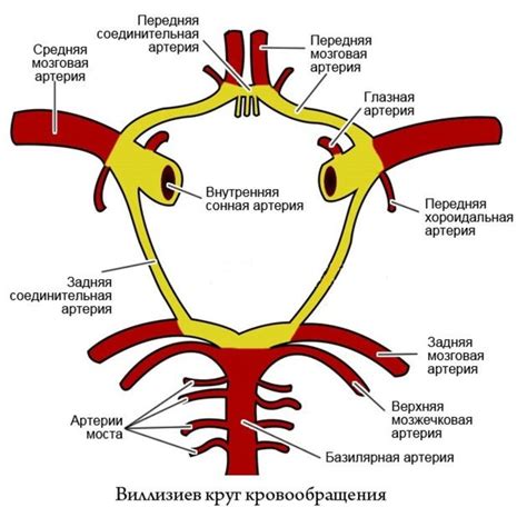 Роль незамкнутого Виллизиева круга для организма