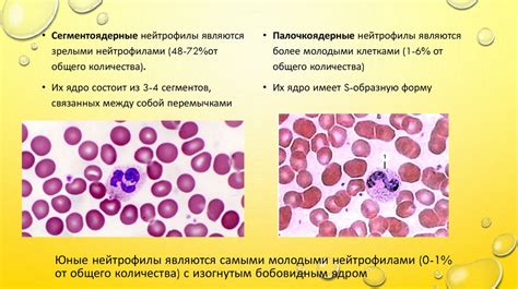 Роль нейтрофильных лейкоцитов в организме