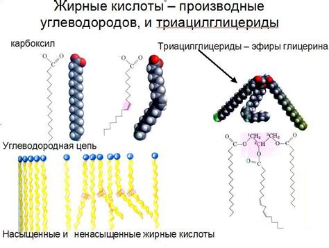 Роль ненасыщенных жирных кислот в организме