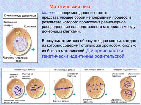 Роль непрямого деления клеток в организме