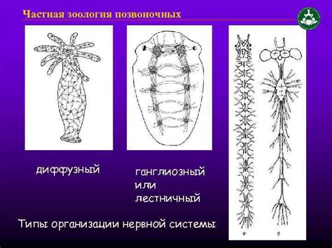 Роль нервной системы в жизни насекомых