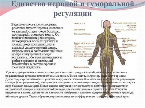 Роль нервной системы в появлении данного симптома