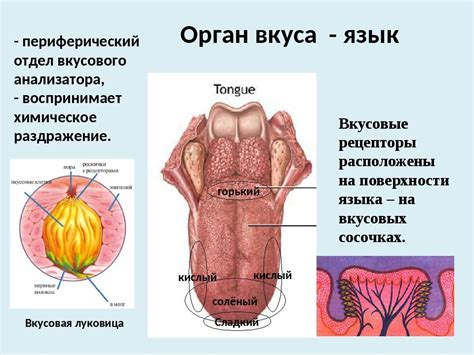 Роль носа в органолептическом восприятии пищи