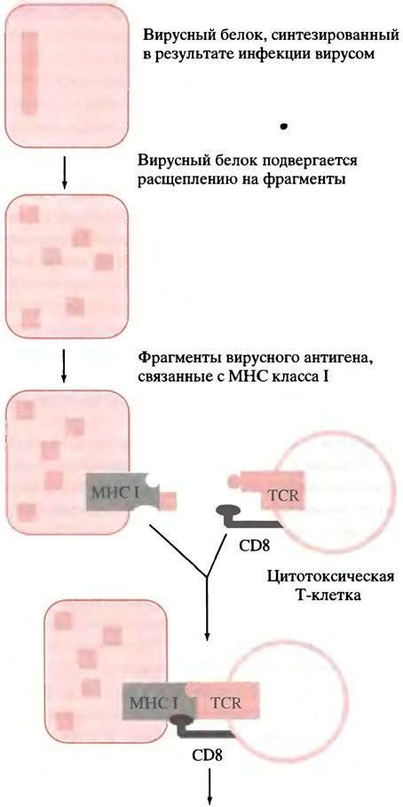 Роль нуклеокапсидного белка IgG в иммунной системе