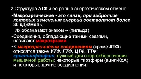 Роль облигатного аэроба в энергетическом обмене