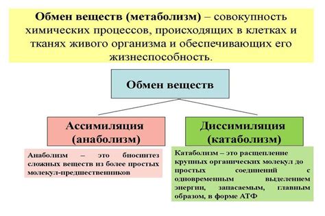 Роль обмена веществ в жизнедеятельности организмов