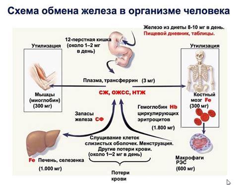 Роль общей железосвязывающей способности в организме женщины