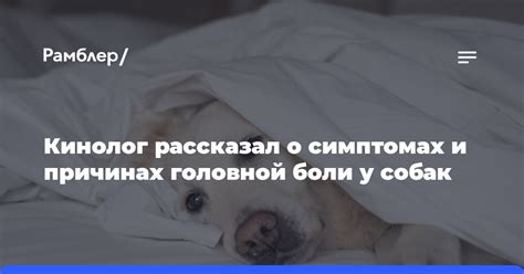 Роль общения и связи с хозяином в выражении боли у собак