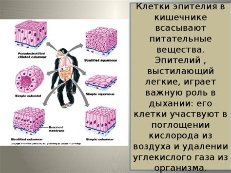 Роль ороговевания эпителия в защите организма