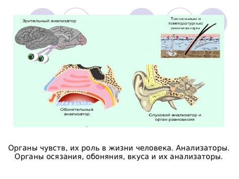 Роль осязания и обоняния в жизни человека