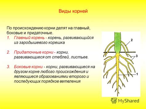 Роль отделения корней в росте растений