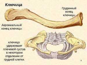 Роль параартикулярного процесса в двигательной системе