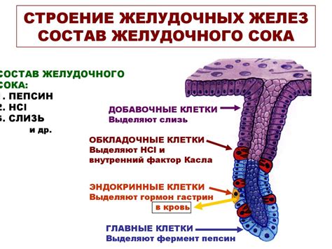 Роль париетальных клеток в выработке желудочного сока