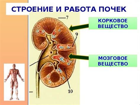 Роль перфузии почки в организме человека