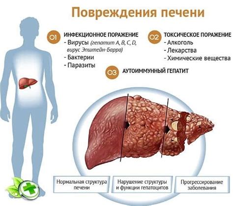 Роль печени в организме мужчин