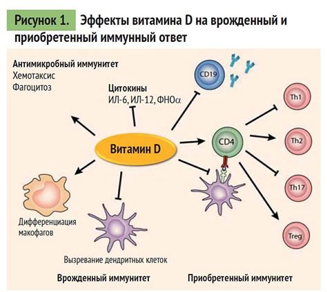 Роль питания и сна в регуляции режима