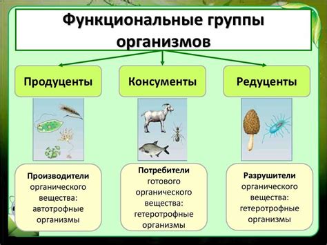 Роль пичуги в экосистеме